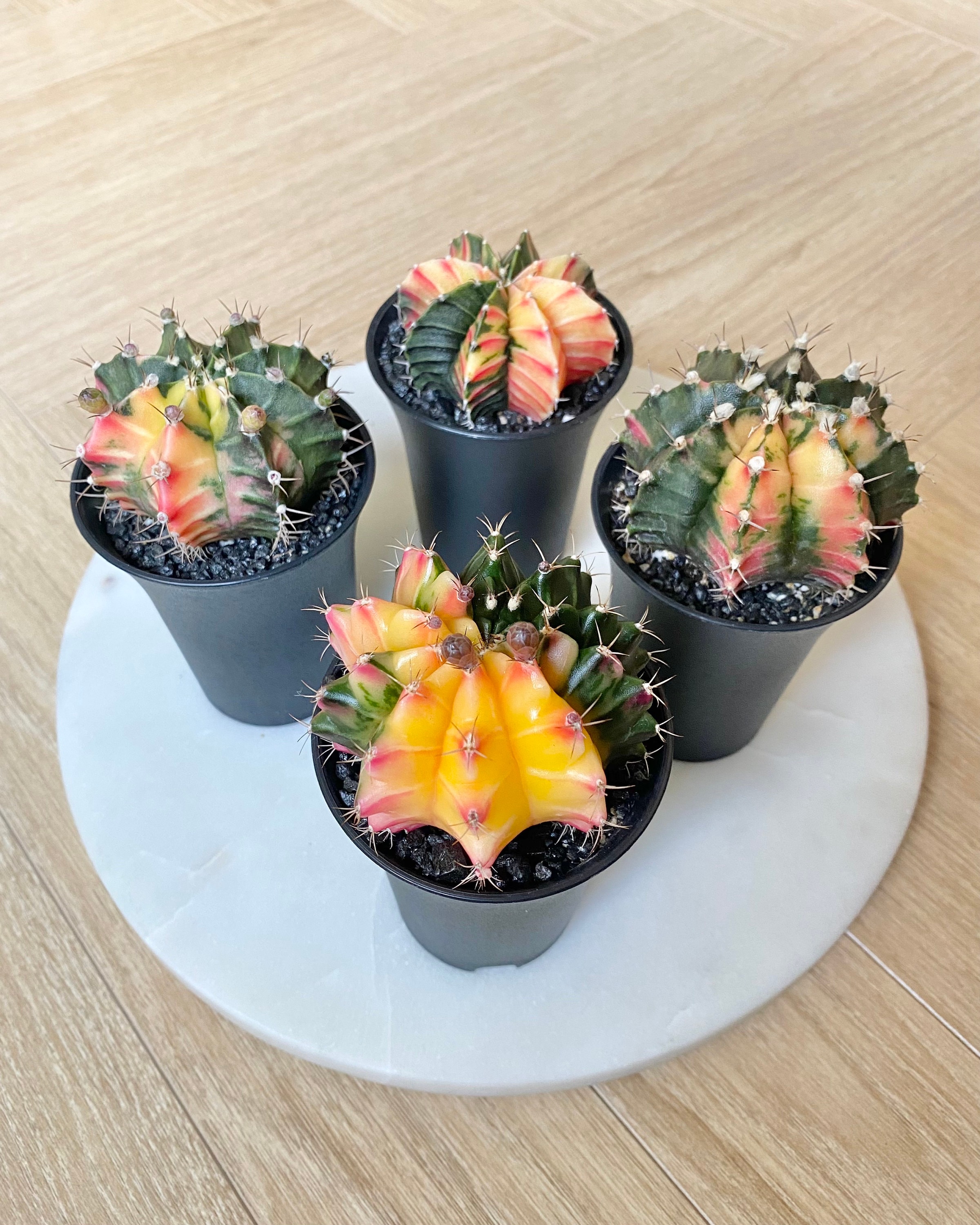Cadeau invité mariage nature et bohème emballage fleur plante cactus non  compris ecologique souvenir remerciement mariage -  France