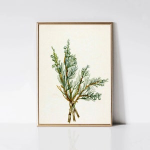 May include: A watercolor painting of a juniper branch with green leaves and blue berries. The branch is depicted against a white background.