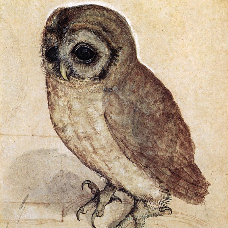 Little Owl, Albrecht Durer Antique Bird Painting Renaissance Animal Watercolor Print Printable Farmhouse Wall Art Digital Download image 2