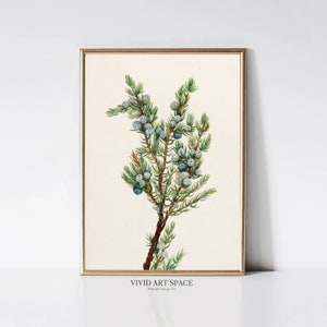 Mountain Juniper | Vintage Christmas Tree Print | Winter Botanical Painting | Holiday Wall Decor | Printable Wall Art | Digital Download