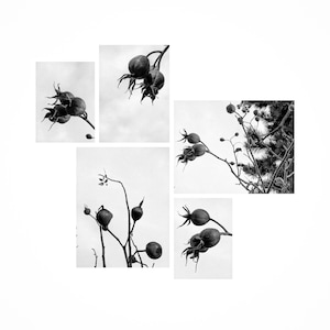 Rosehips , Winter fruit - wall art black and white photography