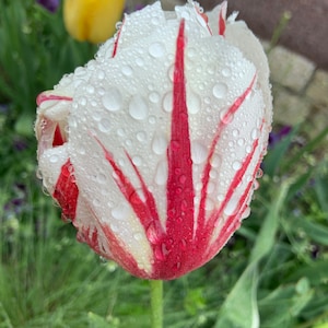 Rain-Kissed Tulips: A Springtime Delight Colourful Wall Art Photos, Paper / Canvas / Metal / Acrylic