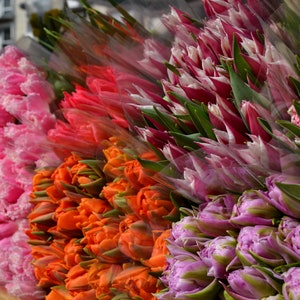 Tulipani senza tempo - Una giornata di primavera a Varsavia Foto colorate da parete, carta/tela/metallo/acrilico