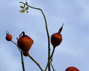 Red Rosehips , Winter fruit - wall art