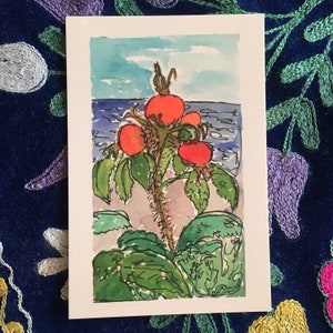 Sea Rose à Kennebunkport Carte postale 4"x6 »