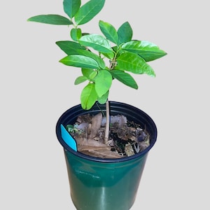 Organic Sugar apple seedling