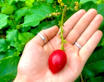 May include: A vibrant red fruit, oval-shaped, held in an open hand. The fruit is attached to a green stem with small buds. The background features lush green foliage and yellow flowers, creating a natural, organic scene.