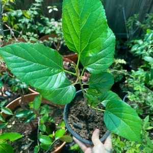 Thai dwarf mulberry rooted cutting 1 gal