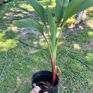 May include: A potted plant with large, green leaves and a reddish-pink stem. The plant is in a black plastic pot, set against a backdrop of green grass and a blurred outdoor setting.