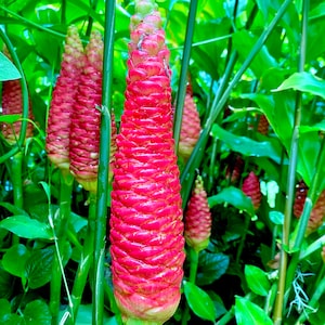 Shampoo ginger awapuhi