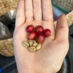 10+ Arabica coffee SEEDS