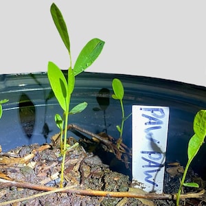 RARE ENDANGERED Paw Paw tree