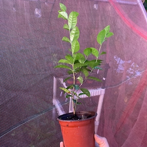 Purple Forest Cattley Guava