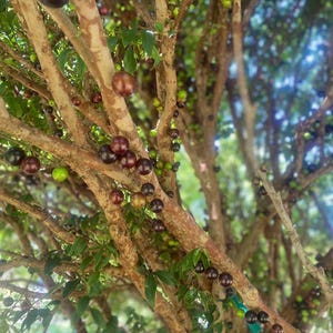 May include: A close-up of a tree branch laden with ripe and unripe purple and green fruit. The fruit is clustered together on the branches, creating a vibrant display of color.