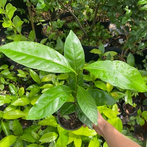 Chocolate pudding fruit seedling
