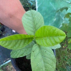 Wild Florida guava