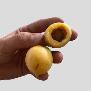 Rose apple 4inch pot