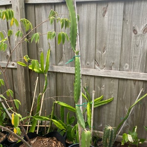 Red Dragon fruit 2 CUTTINGS 24in long