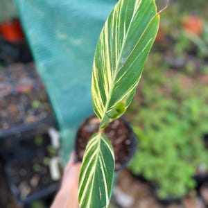 May include: A potted plant with green and yellow striped leaves. The plant is in a small brown pot.