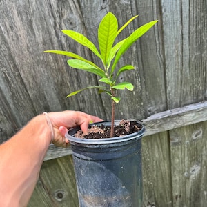 Cinnamon Apple seedling