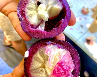 5+ Purple Caimito Star Apple SEEDS