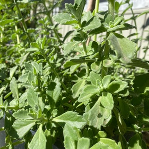 Vicks plant CUTTINGS