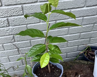 Mountain Soursop seedling 1 gallon
