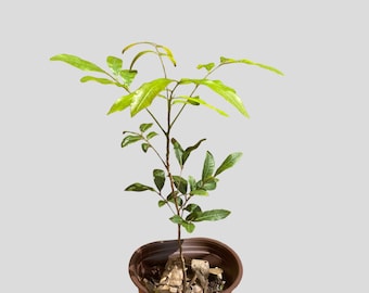 Longan or dragons eye seedling