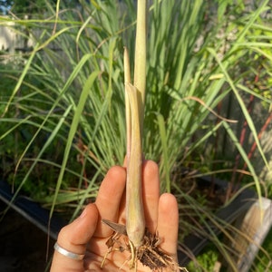 Lemongrass 3 STARTER PLANTS