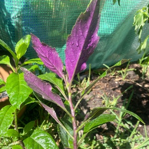 Okinawa spinach 1 gal