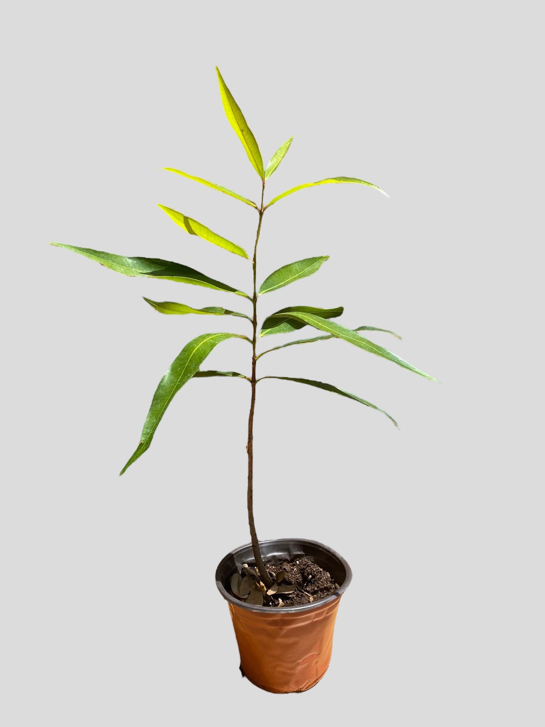 Rose Apple Seedling Etsy