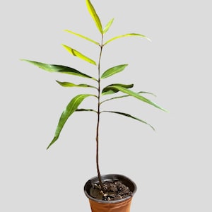 Rose apple seedling
