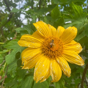 15+ Mexican Sunflower SEEDS