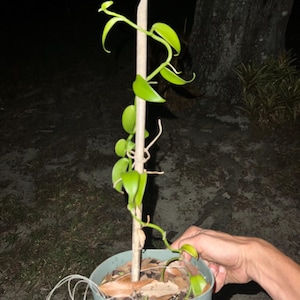 Vanilla Orchid 1 gallon