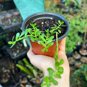 Brahmi (bacopa) succulent hanging plant