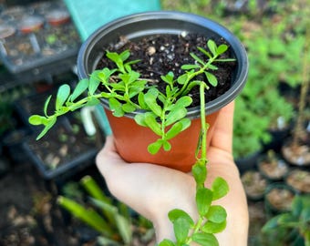 Brahmi (bacopa) succulent hanging plant