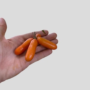 10+ RARE Fingersop SEEDS