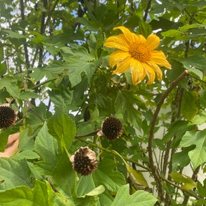 3 CUTTINGS Mexican Sunflower