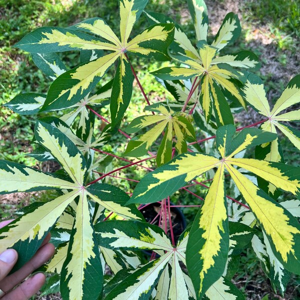 Variegated Yuca/cassava 1 gallon