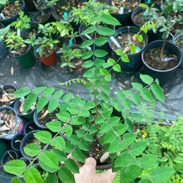Organic Lara Starfruit seedling