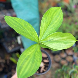 Spiral ginger