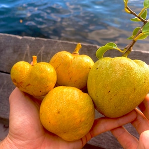 Pond Apple seedling