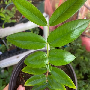 May include: A small green plant with multiple leaves growing in a brown pot. The plant is in a nursery setting with other plants in the background.
