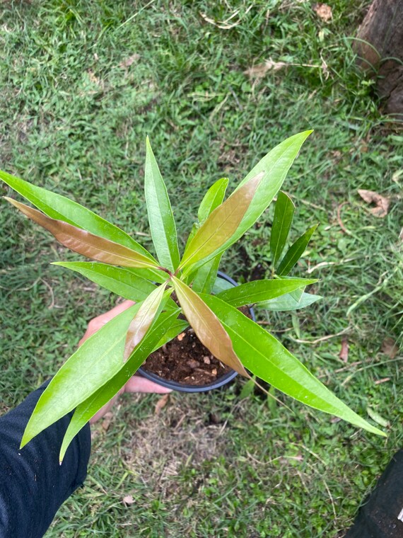 Rose Apple Seedling Etsy