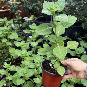May include: A vibrant green plant with serrated leaves growing in a small, round, terracotta-colored plastic pot. The plant features a central stem with multiple branches of foliage, and the soil is visible within the container.