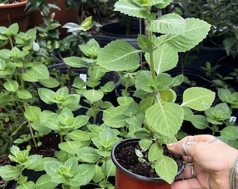 Holy basil or Tulsi seedling 4inch pot