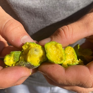 8 Florida netted Paw paw SEEDS