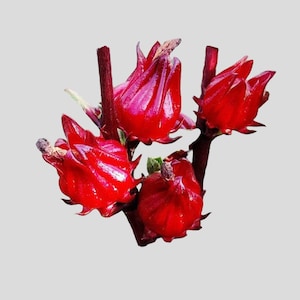 25+ Roselle or Cranberry hibiscus seeds