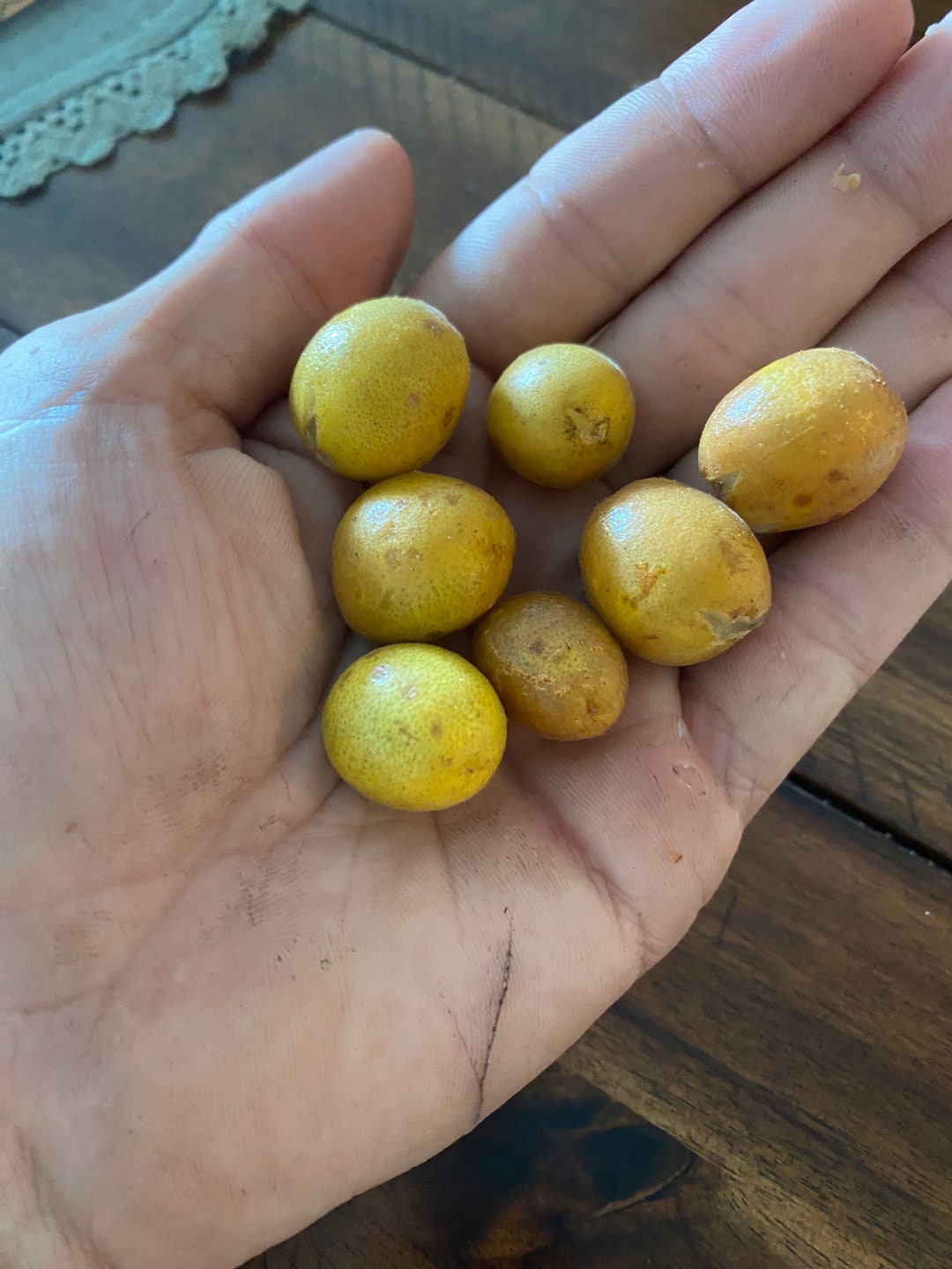 Wampee Roots 10+ Wampee SEEDS - Etsy