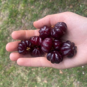 Black Surinam cherry 4+ yr old